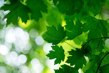 Fototapeta na wymiar green leaves background in sunny day
