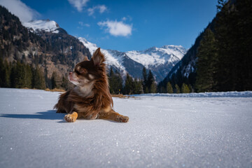 Chihuahua in den Alpen