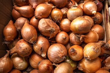 Onions of all sizes in a box