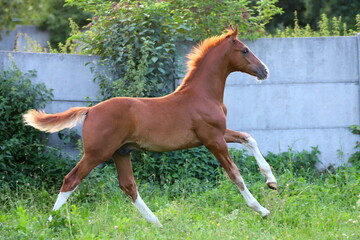 beautiful chestnut young stallion with white blaze and socks galloping in the meadow
