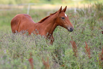 young chestnut foal eating mint type herbs in green scenery