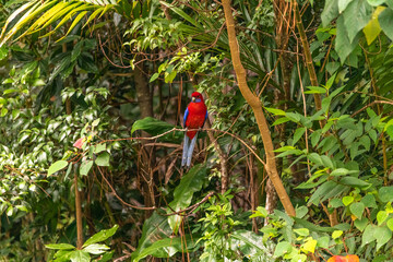Australian native Rosella seen in wild environment during spring time in rainforest of Queensland, Australia.  Genus platycercus