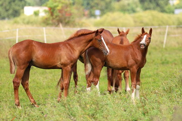 two beautiful chestnut young smiling stallions with white blazes on meadow background
