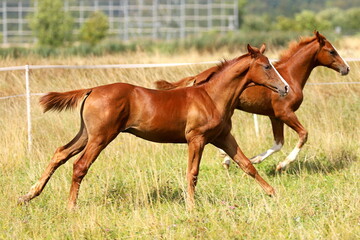two chestnut young colts galloping in a steppe meadow