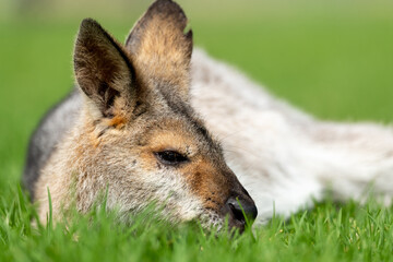 Fototapeta premium Wild wallaby, kangaroo seen in the outdoors. Taken in Bunya Mountains, Queensland, Australia. 