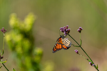 Stunning Monarch butterfly seen in the wild during autumn season in Queensland. 