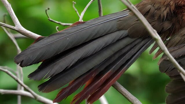 Guacharaca, pava de monte, chachalaca colombiana detalle plumas cola, aves de Colombia
