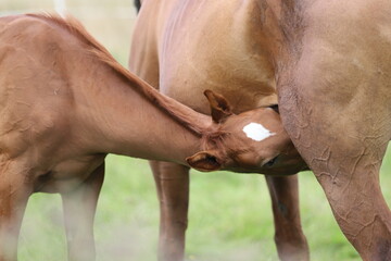 beautiful chestnut foal with star drinking milk from  mare on the background of a green meadow
