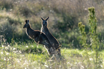 Wild Australian kangaroos seen in Queensland, Australia during autumn season with surrounding bush landscape. 