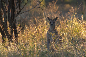 Wild Australian kangaroos seen in Queensland, Australia during autumn season with surrounding bush landscape. 