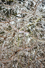 Frost covered tree branches in winter landscape 