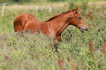 young chestnut foal eating mint type herbs in green scenery