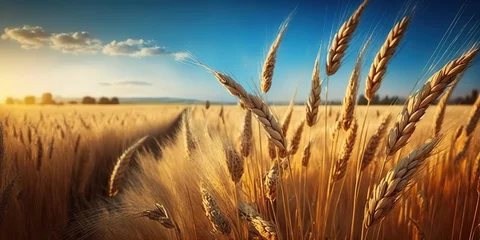 Deurstickers beautiful illustration of a field of ripe wheat against the blue sky, generative ai © Roman King