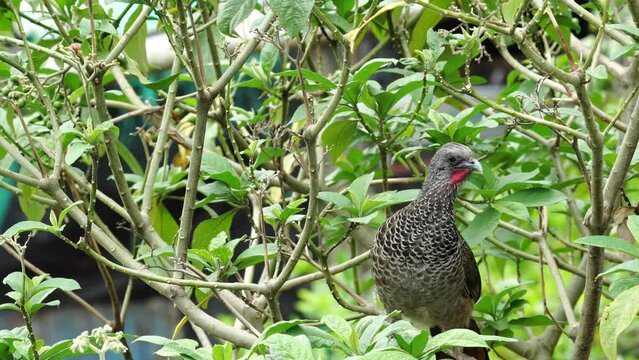 Guacharaca, pava de monte, chachalaca colombiana, ave de Colombia