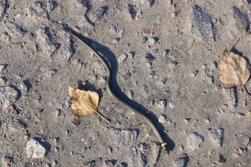 The common grass-snake (lat. Natrix natrix) crawls around the garden in search of a hibernation...