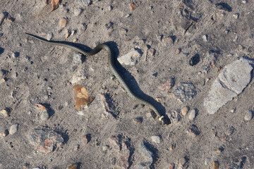 The common grass-snake (lat. Natrix natrix) crawls around the garden in search of a hibernation shelter.