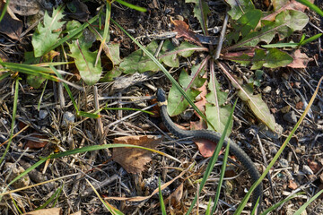 The common grass-snake (lat. Natrix natrix) crawls around the garden in search of a hibernation shelter.