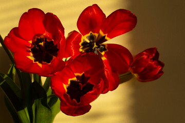 red tulips bunch into vase on home window with sun light