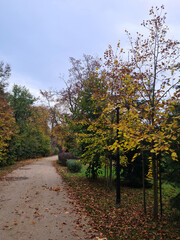 Fototapeta premium autumn in the park