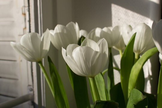 white tulips in a vase on home window into sun light