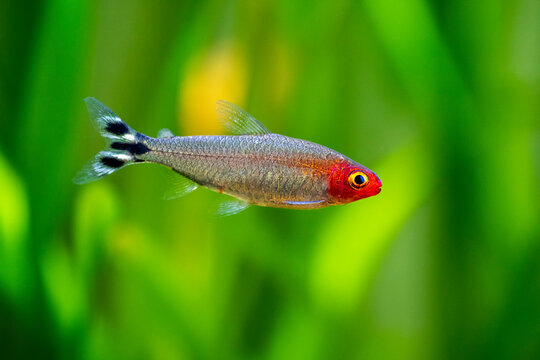 Rummy-nose tetra (Hemigrammus rhodostomus) on a fish tank with blurred background