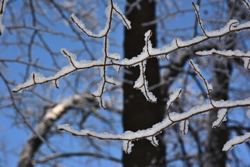 branches of a tree in winter