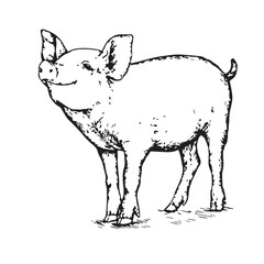 Funny Pig coloring pages, Pig coloring pages, Animal Coloring page Funny Pig coloring page Design for Kids Children preschool stock vector style illustration