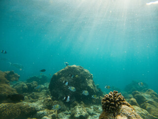 corals and tropical fish underwater sea life