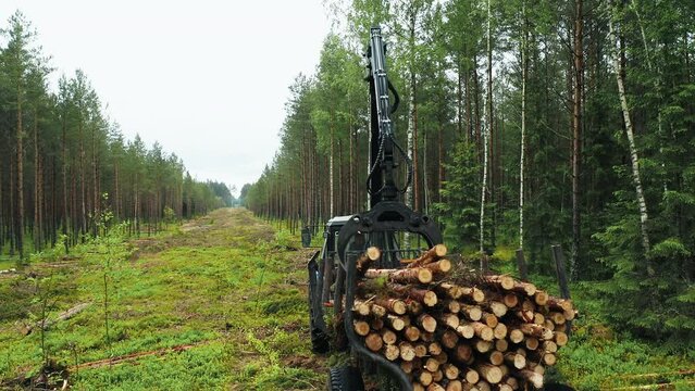 Flying above logging truck putting pile of delimbed cut logs and tree trunks on stacked tractor in dense overgrown forest. Forwarder loading harvest for the transportation to sawmill