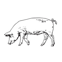 Funny Pig coloring pages, Pig coloring pages, Animal Coloring page Funny Pig coloring page Design for Kids Children preschool stock vector style illustration