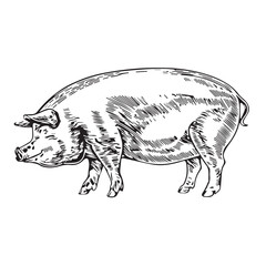 Funny Pig coloring pages, Pig coloring pages, Animal Coloring page Funny Pig coloring page Design for Kids Children preschool stock vector style illustration