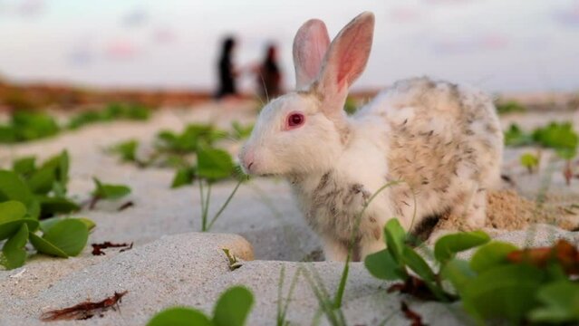 Obrázky Beach.easter – procházejte fotografie, vektory a videa 28,637 ...