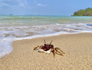 Horned ghost crab(Ocypode ceratophthalmus) or horn-eyed ghost crab. It lives in Indo-Pacific region from the coast of East Africa to Philippines, Japan to the Great Barrier Reef. Crab on the beach