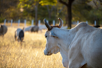 Close up of white cows in a pasture in northern Costa Rica