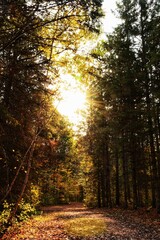 Fototapeta premium path in the forest