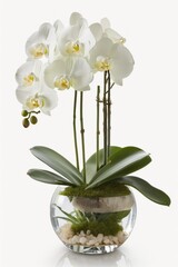 Phalaenopsis orchid, A Delicate Beauty, An exquisite white Phalaenopsis orchid with multiple blooms stands tall in a glass vase. 