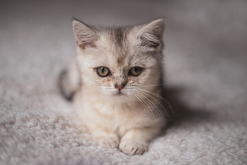 Fototapeta na wymiar Close funny little gray kitten british shorthair breed on white blanket.