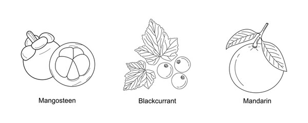 Set of hand drawing fruits Mangosteen, Blackcurrant, Mandarin isolated on white background. Line art organic fruits icon. Linear healthy fruits collection for packaging. Vector illustration