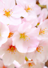 桜の花のクローズアップ、ソメイヨシノのアップ、サクラの花のフレーム