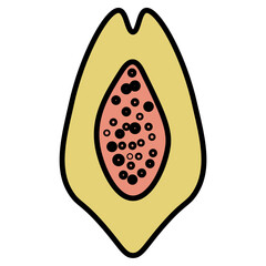 papaya illustration