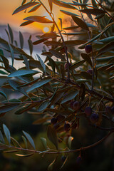 olive tree
