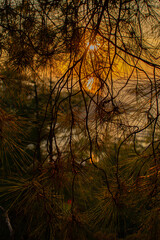 sunset in the forest