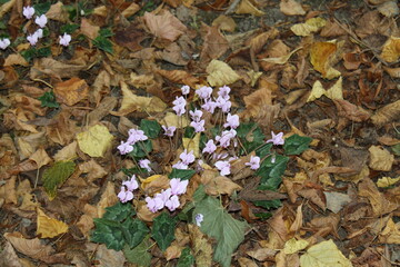 fallen autumn leaves