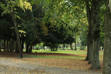 trees in the park Comburg