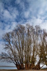 grand arbre avec beaucoup de branches près du lac