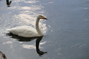 田舎の川にとどまる白鳥　初春の穏やかな日