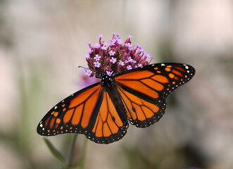 monarch butterfly on a flower