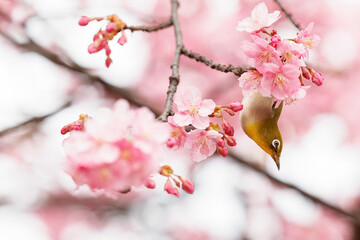 春のワンシーン