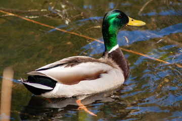Mallard Drake Duck on clear water pond
