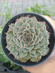Succulent plant with rosette shape beautiful colors and shape